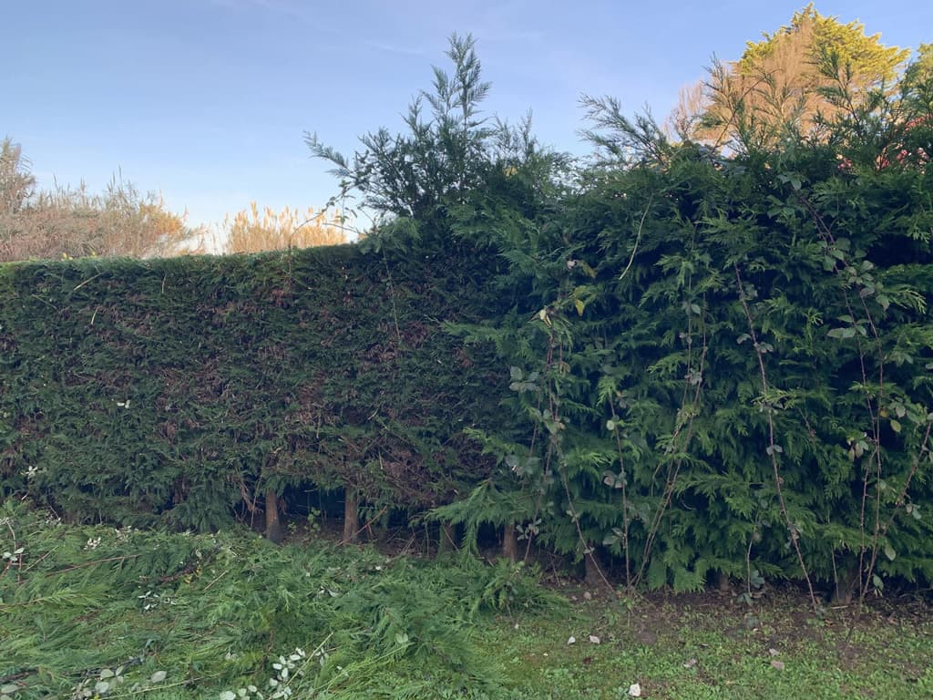 Poda de arboles en Pontevedra